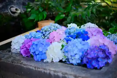 本郷氷川神社(東京都)
