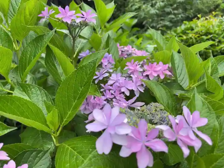 時宗総本山 遊行寺(正式:清浄光寺)(神奈川県)