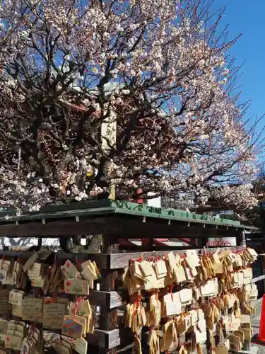 亀戸天神社(東京都)