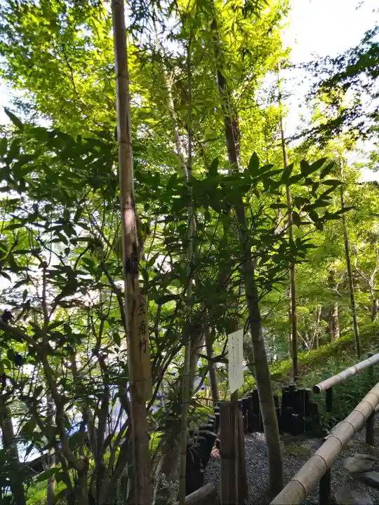 華厳寺(鈴虫寺)の自然