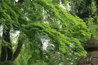 神炊館神社 ⁂奥州須賀川総鎮守⁂の自然