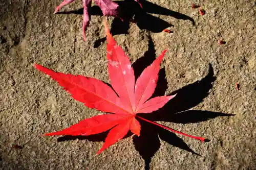 隠津島神社の自然
