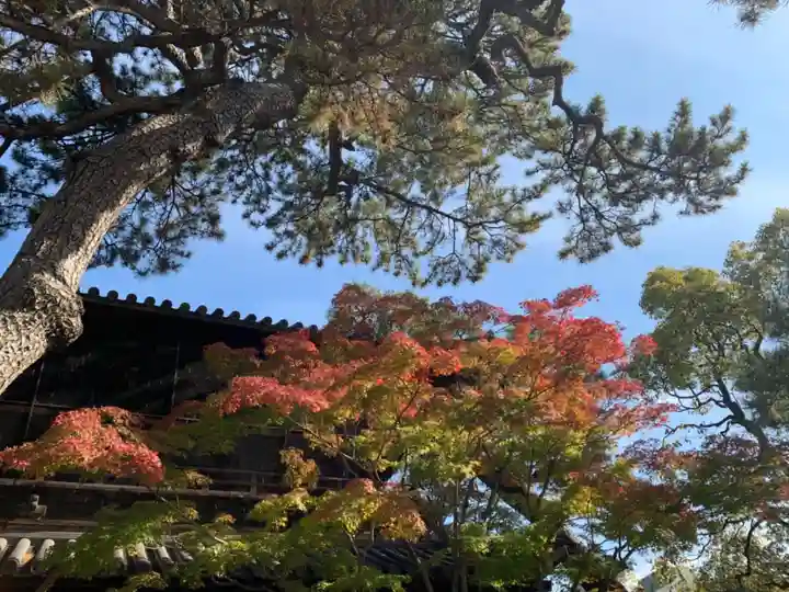 泉岳寺の自然