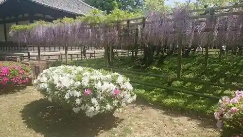 平等院の庭園