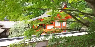 出雲大神宮の本殿・本堂