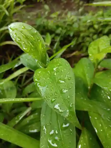 福井神社の自然