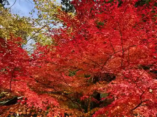 知井八幡神社の自然