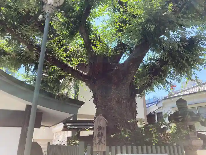 二宮神社の自然