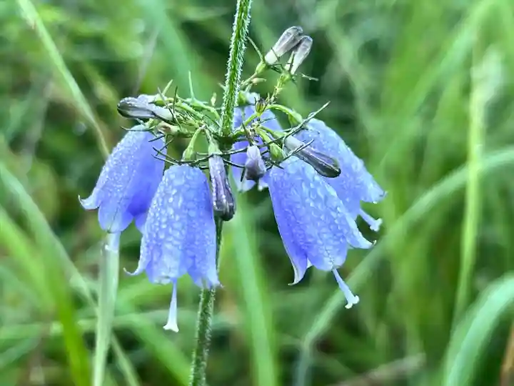 禰固岳神社(長野県)