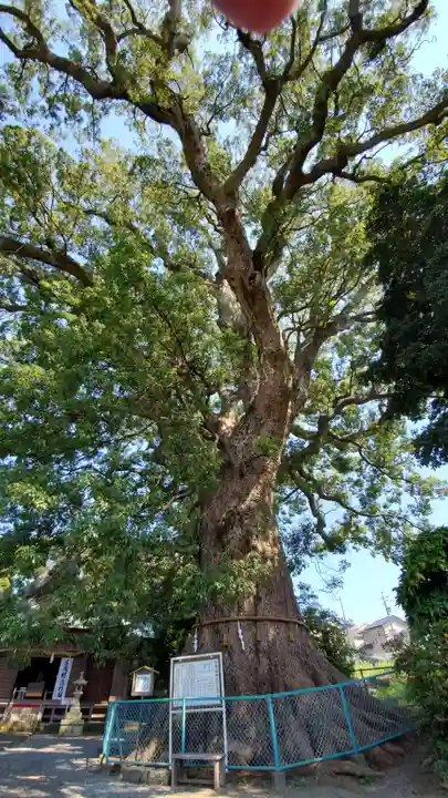 伊勢神明社の自然