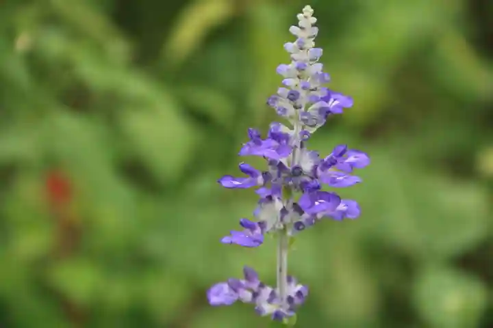 阿久津「田村神社」(郡山市阿久津町)旧社名:伊豆箱根三嶋三社の庭園