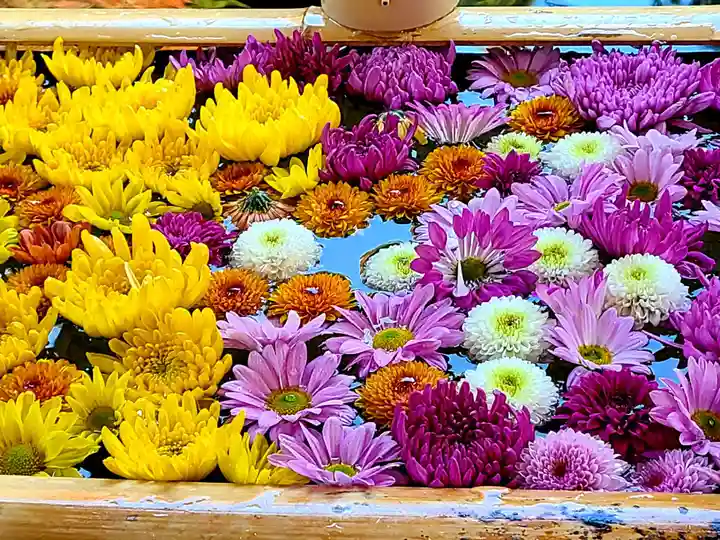 土津神社|こどもと出世の神さまの手水舎
