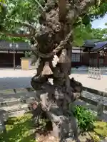 射水神社の自然