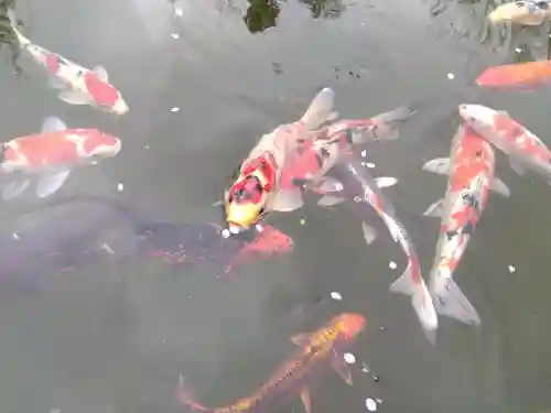 高善寺(福井県)