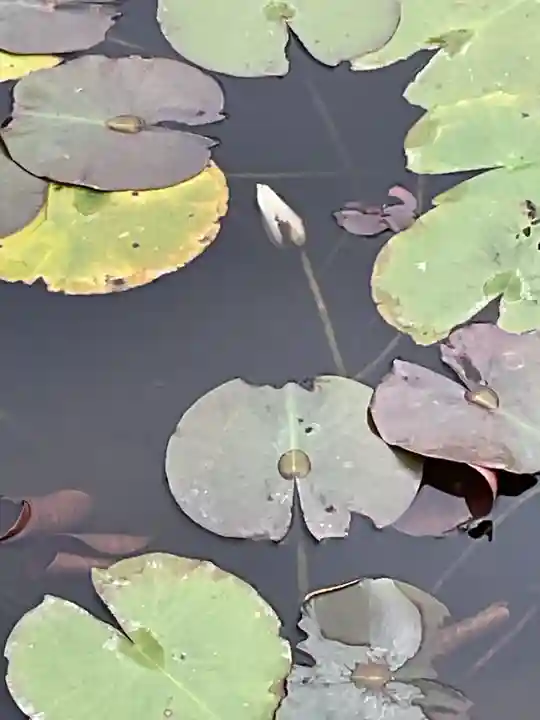 辯天寺(愛知県)