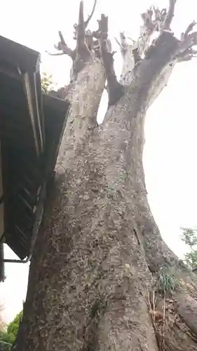 正一位霊験稲荷神社の自然