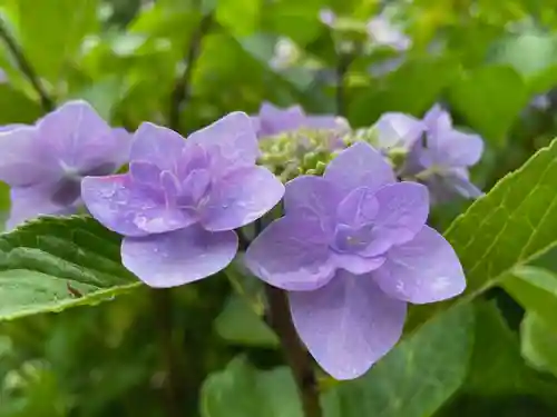 二本松寺の自然