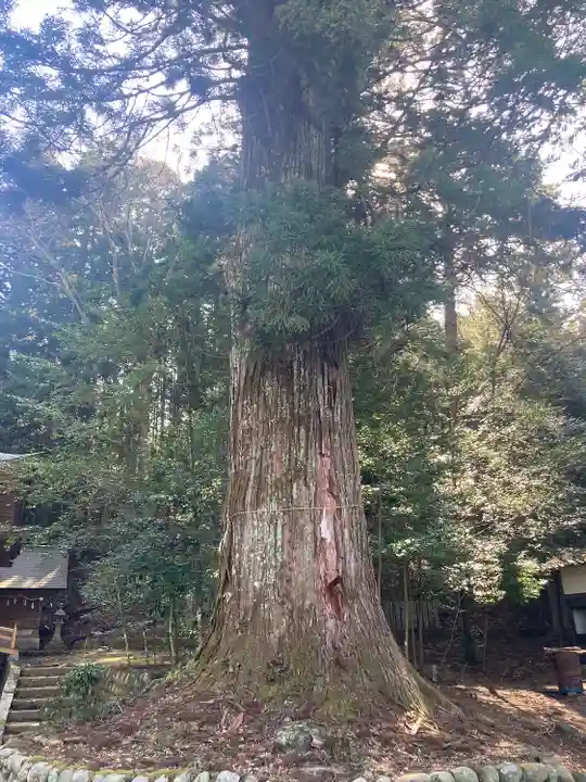 久万山総鎮守 三島神社(愛媛県)
