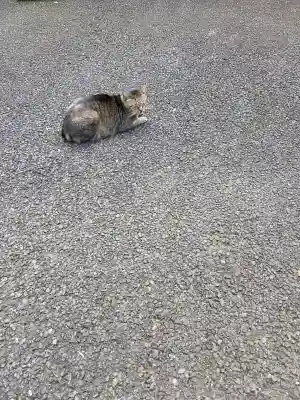 白金氷川神社の{uncategorized: "未分類", other: "その他", undefined: "問題あり", building: "その他建物", grave: "お墓", sacred_gate: "鳥居", guardian: "狛犬", statue: "像", buddha: "仏像", history: "歴史", nature: "自然", garden: "庭園", animal: "動物", pagoda: "塔", temizu: "手水舎", mountain_gate: "山門・神門", sanctuary: "本殿・本堂", subordinate: "末社・摂社", art: "芸術", scenery: "景色", jizo: "地蔵", ema: "絵馬", goshuin: "御朱印", omikuji: "おみくじ", items: "授与品その他", amulet: "お守り", goshuincho: "御朱印帳", eats: "食事", festival: "お祭り", votive_dance: "神楽", shichigosan: "七五三参", wedding: "結婚式", experience: "体験その他", initially: "初詣", around: "周辺", anti_infection: "感染症対策"}