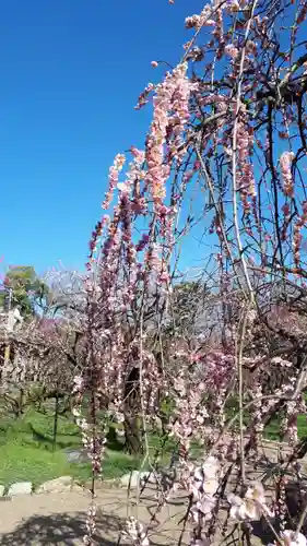 北野天満宮の自然