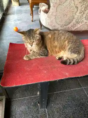 榛名神社の動物