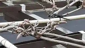 西方山極楽寺(岐阜県)(2023年03月24日(金) 20時45分33秒投稿)