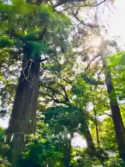 側高神社(千葉県)