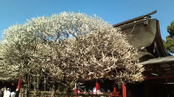 太宰府天満宮(福岡県)