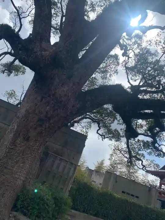 防府天満宮の自然