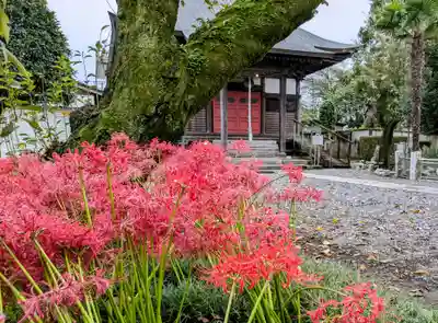 圓照寺(埼玉県)