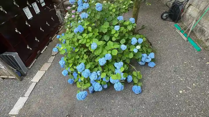 仁和寺(京都府)