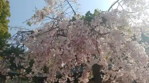 櫛田神社の自然
