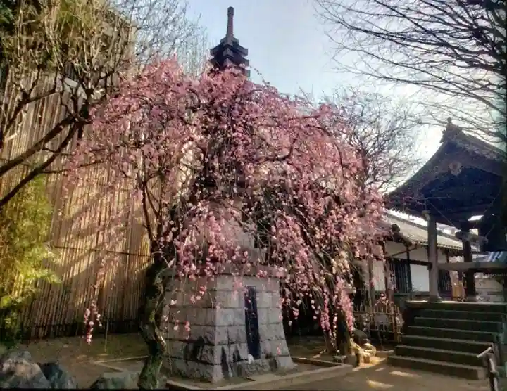 新井薬師(梅照院)(東京都)