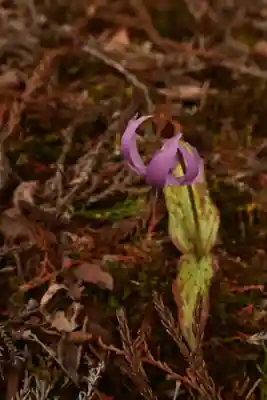 身延山奥之院思親閣(山梨県)