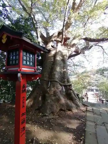 常陸第三宮　吉田神社の自然