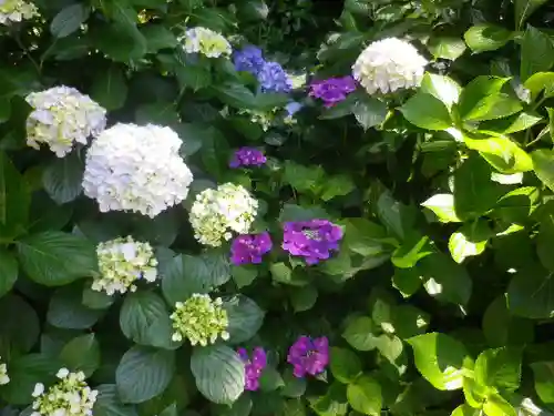 葛原岡神社の自然