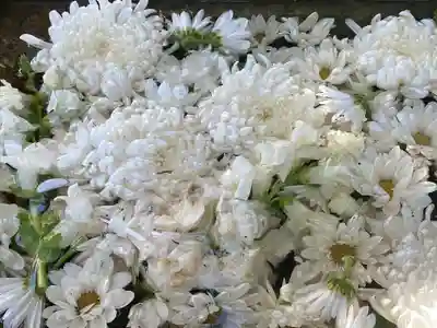 菊名神社(神奈川県)