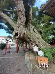 高塚熊野神社の自然