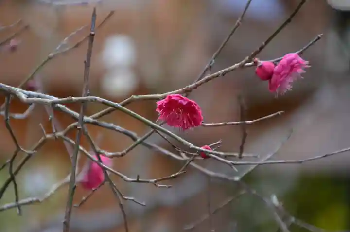 月夜見宮(豊受大神宮別宮)の自然