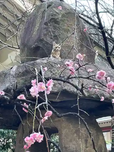 露天神社（お初天神）の自然
