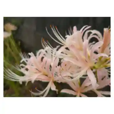 岐阜稲荷山本社(岐阜県)