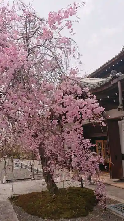 将軍塚青龍殿(青蓮院門跡)の自然