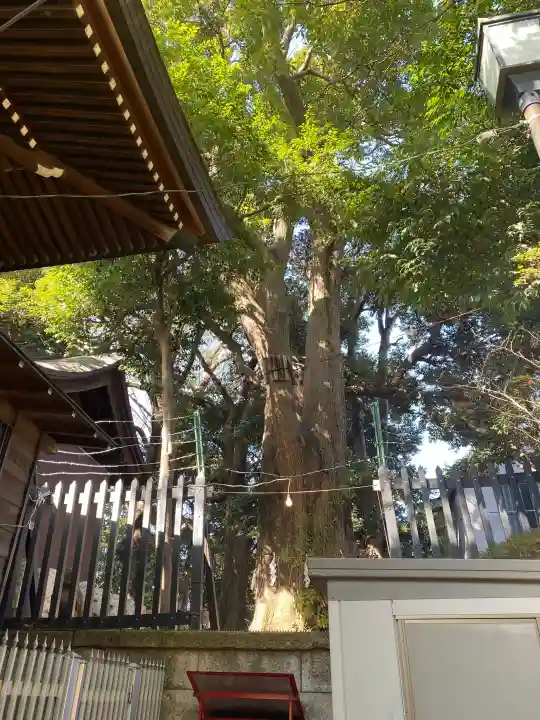 太子堂八幡神社の{uncategorized: "未分類", other: "その他", undefined: "問題あり", building: "その他建物", grave: "お墓", sacred_gate: "鳥居", guardian: "狛犬", statue: "像", buddha: "仏像", history: "歴史", nature: "自然", garden: "庭園", animal: "動物", pagoda: "塔", temizu: "手水舎", mountain_gate: "山門・神門", sanctuary: "本殿・本堂", subordinate: "末社・摂社", art: "芸術", scenery: "景色", jizo: "地蔵", ema: "絵馬", goshuin: "御朱印", omikuji: "おみくじ", items: "授与品その他", amulet: "お守り", goshuincho: "御朱印帳", eats: "食事", festival: "お祭り", votive_dance: "神楽", shichigosan: "七五三参", wedding: "結婚式", experience: "体験その他", initially: "初詣", around: "周辺", anti_infection: "感染症対策"}