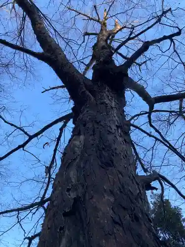 山名八幡宮の自然