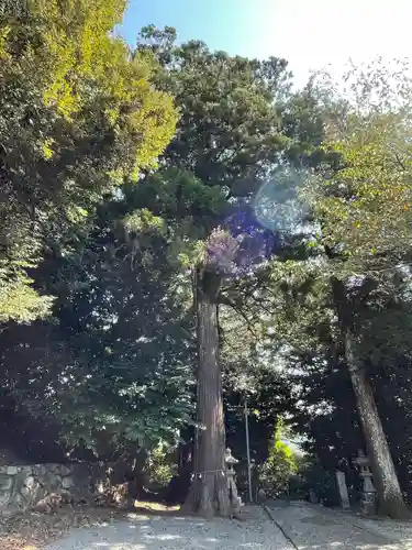 八旗八幡宮の自然