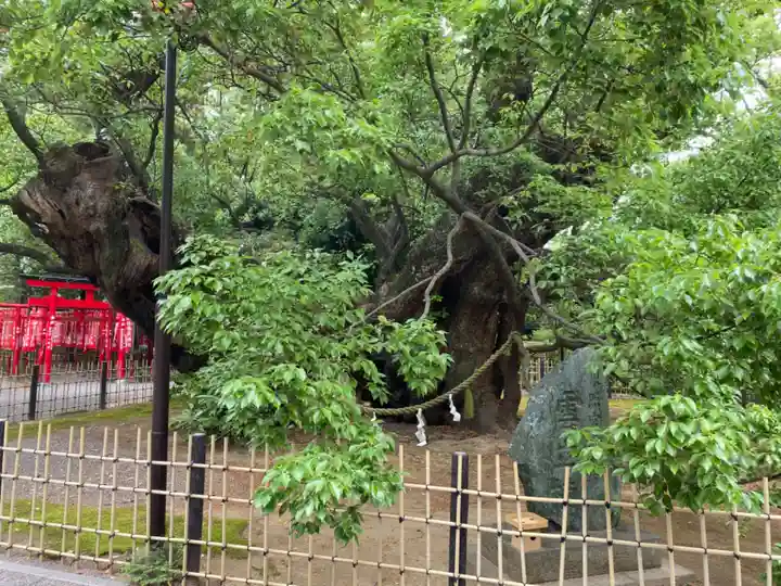 浜松八幡宮の自然