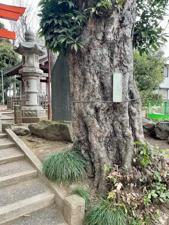 天沼八幡神社(東京都)