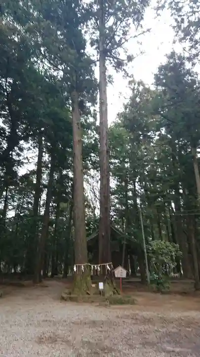 間々田八幡宮の自然