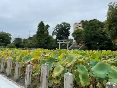 伊賀八幡宮(愛知県)