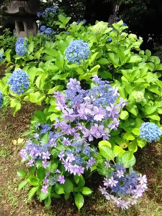 本郷氷川神社(東京都)